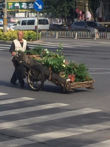 House plant seller on the streets of Beijing