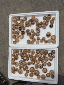 Sun-dried mushrooms being sun-dried.
