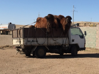 Camel transport...