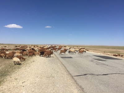 Mongolian traffic jam