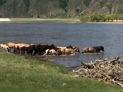 Herd of horses about to cross the river below our campsite...