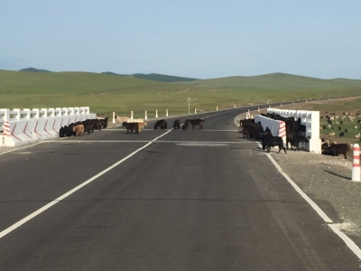 Another Mongolian traffic jam