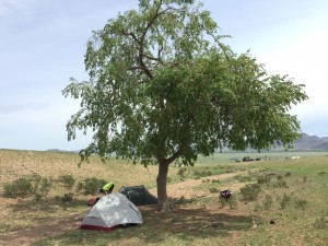 Night number two camping under a tree.