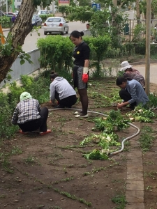 Many hands make light work of planting the hotel garden