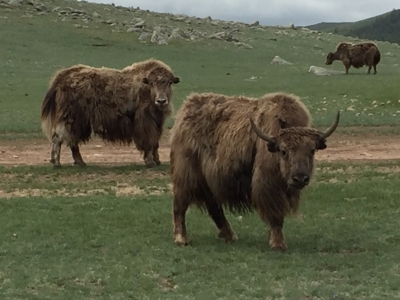 Check it out - it's a yakity yak (well actually two of them ;-)