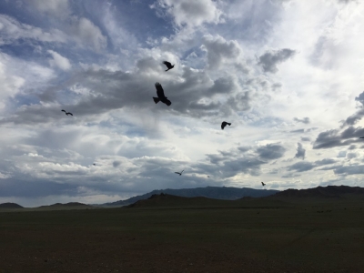 Kites circling hoping for left-over dinner