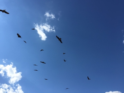 Kites over camp