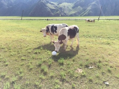 The cows came to play soccer at lunch time.
