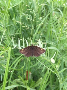 One of the many different types of butterfly around camp this evening