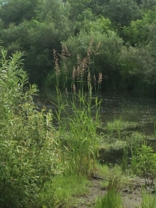 River reeds near camp
