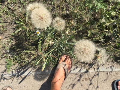 Massive dandelions with my foot for scale...!