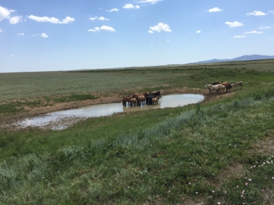 Horses cooling off (it was well into the 30s at this point)