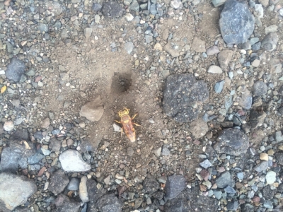 This wasp (?) was about 25mm long, and was intent on digging holes in the gravel at the lunch stop...