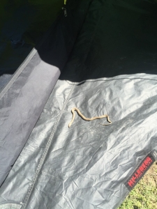 Stow-away snake (now decesaed) wrapped up in Jackie's tent