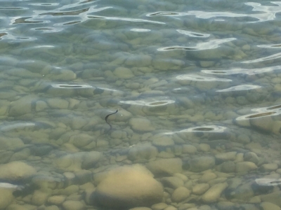 There's a snake in our lake...! (look closely ;-)