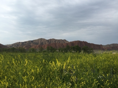 Red cliffs above the flowers