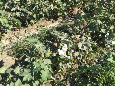 Cotton growing in the field across the road from camp