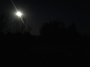 Moonlight through the trees - didn't really work out ;-)