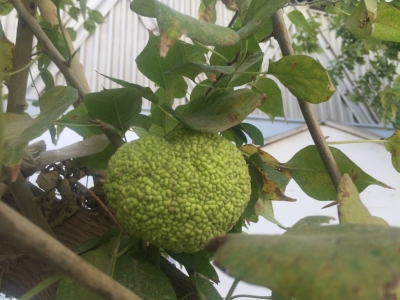 Any ideas on what this is...? They grow on fairly large trees, are the size of a large softball, and about the same density as one.