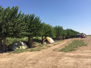 Shady tree campsite