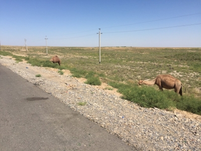 Roadside camels...