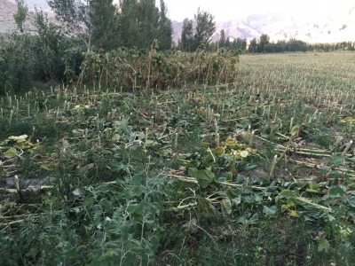 Partially harvested field