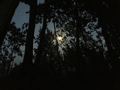 Moonlight through the trees