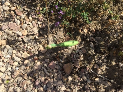 Giant praying mantis - it was almost 10cm but when I went to put a pen down for size comparison it vanished into the plants