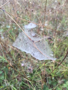 Misty morning cobwebs